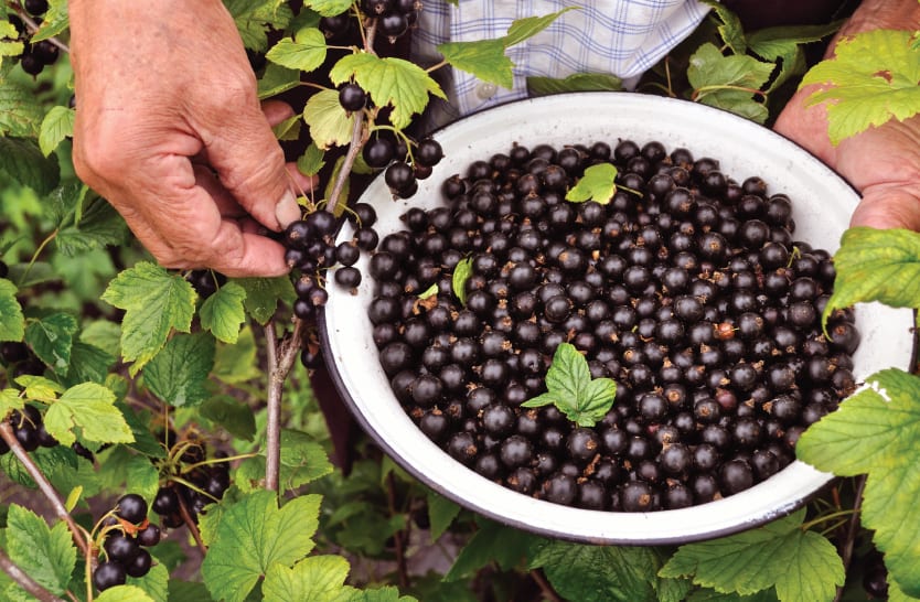 being-with-berries