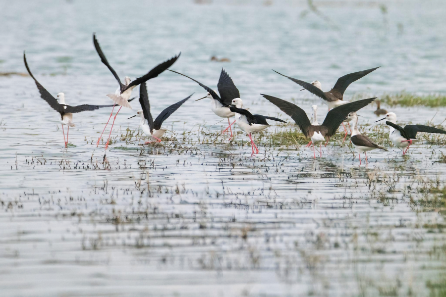 black-winged-stilt2.webp