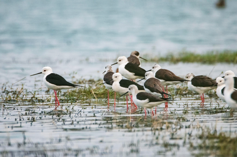 black-winged-stilt3.webp