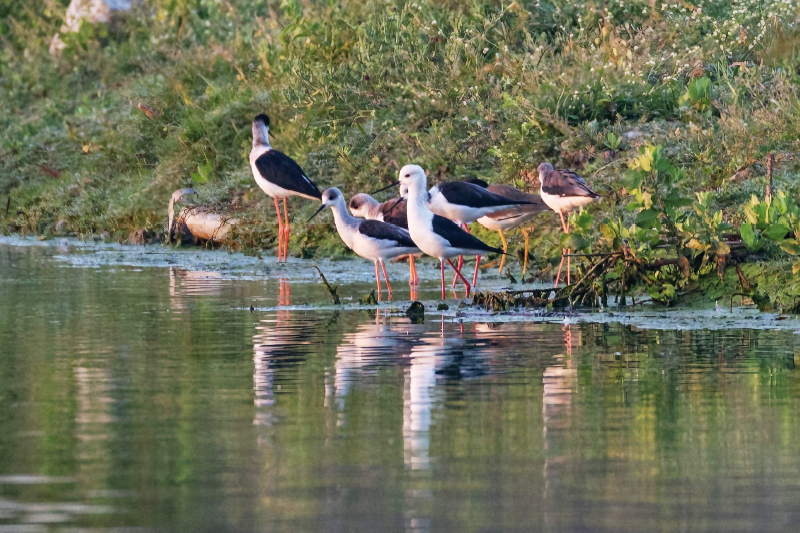 black-winged-stilt4.webp
