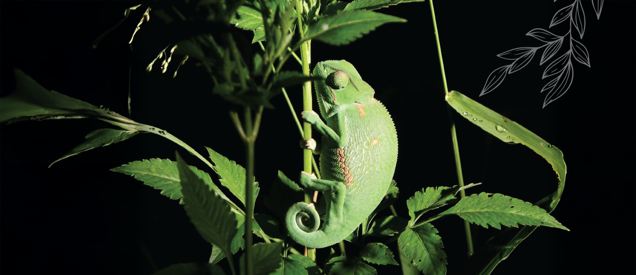 A Lightning-fast Tongue and the Art of Camouflage