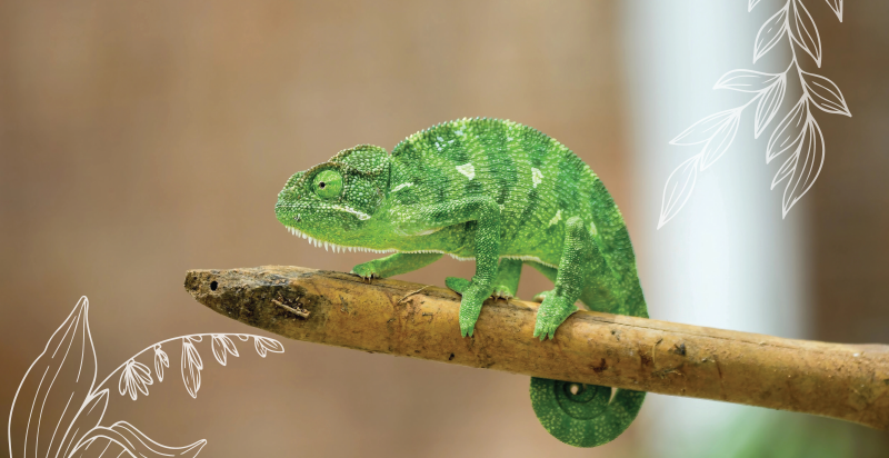 chameleon2.webp