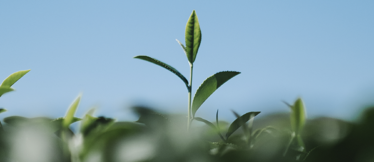 Greening the future: science, care, and sustainability