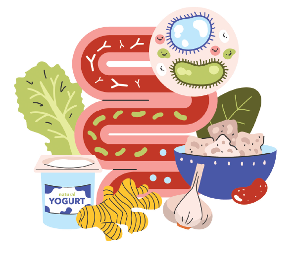 gut-health-immunity3.webp