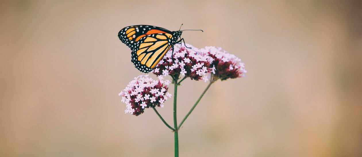 Invertebrates: The Silent Majority in Need of Conservation