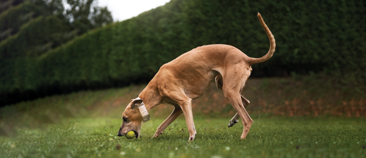 Life Lessons from a Dog and Her Ball