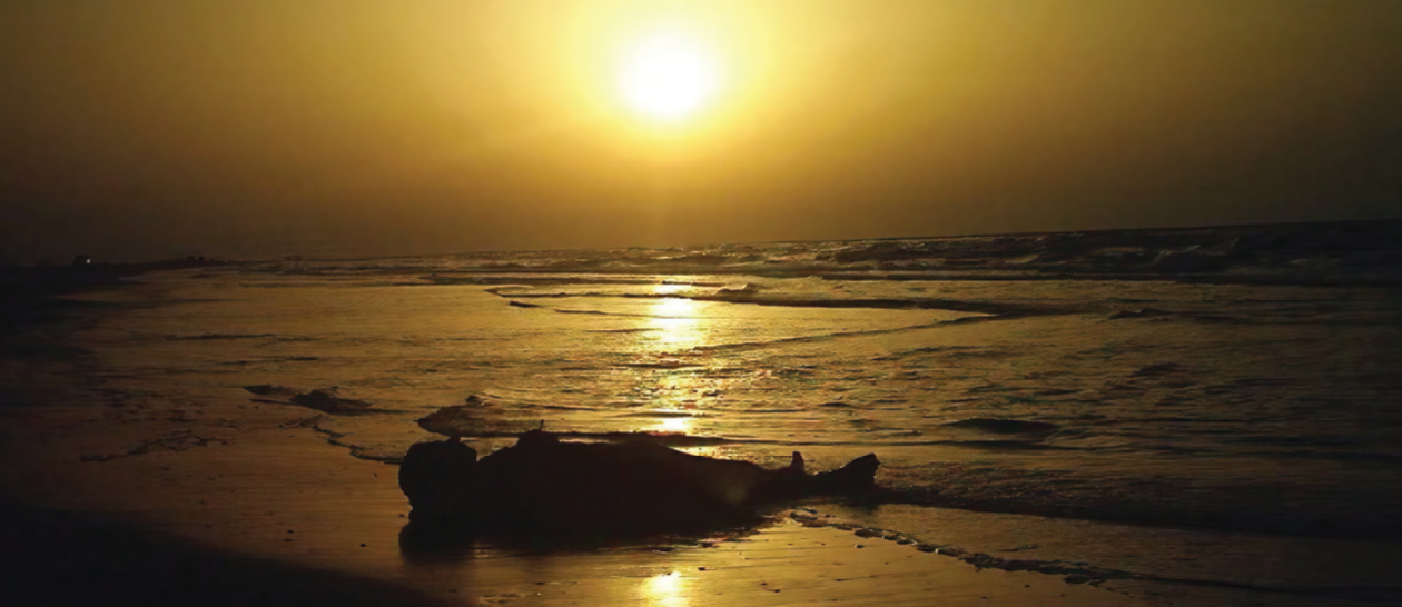 Where Love’s Camels Lead From the Nile to the Mountain