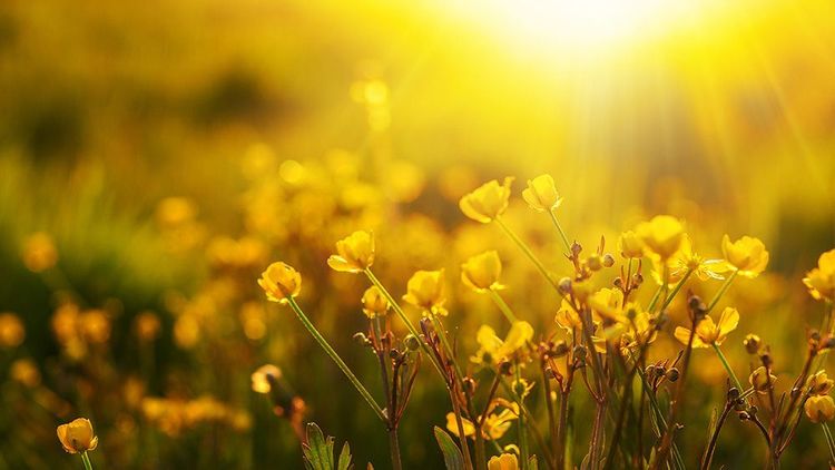Let Love Shine Supreme