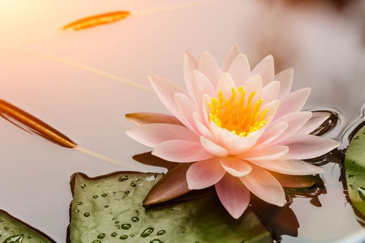 The Intrinsic Goodness of the Heart
