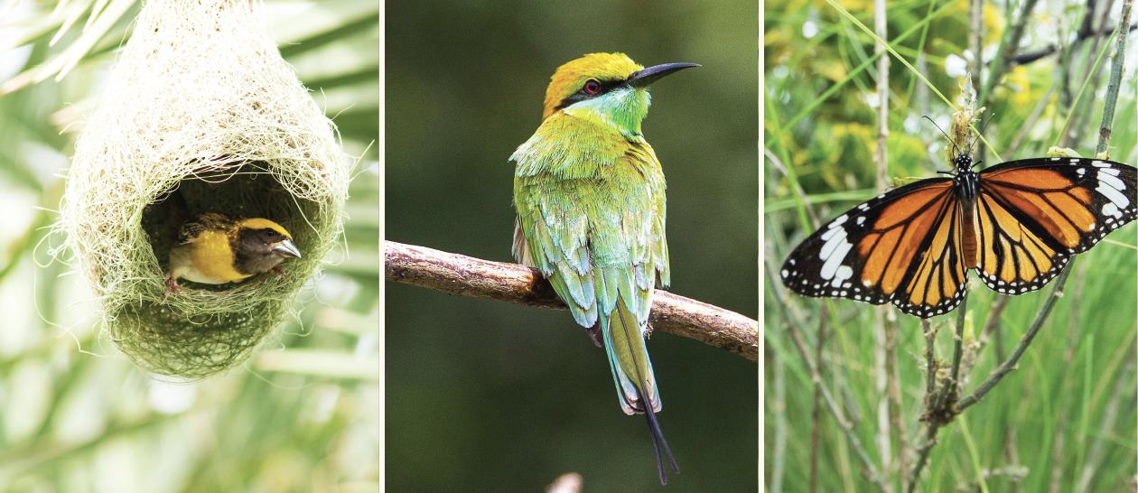 Nature’s Winged Messengers