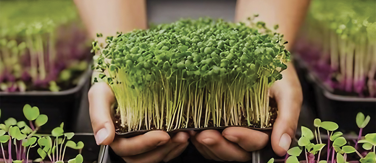 Growing Health, Sustainability, and Education 