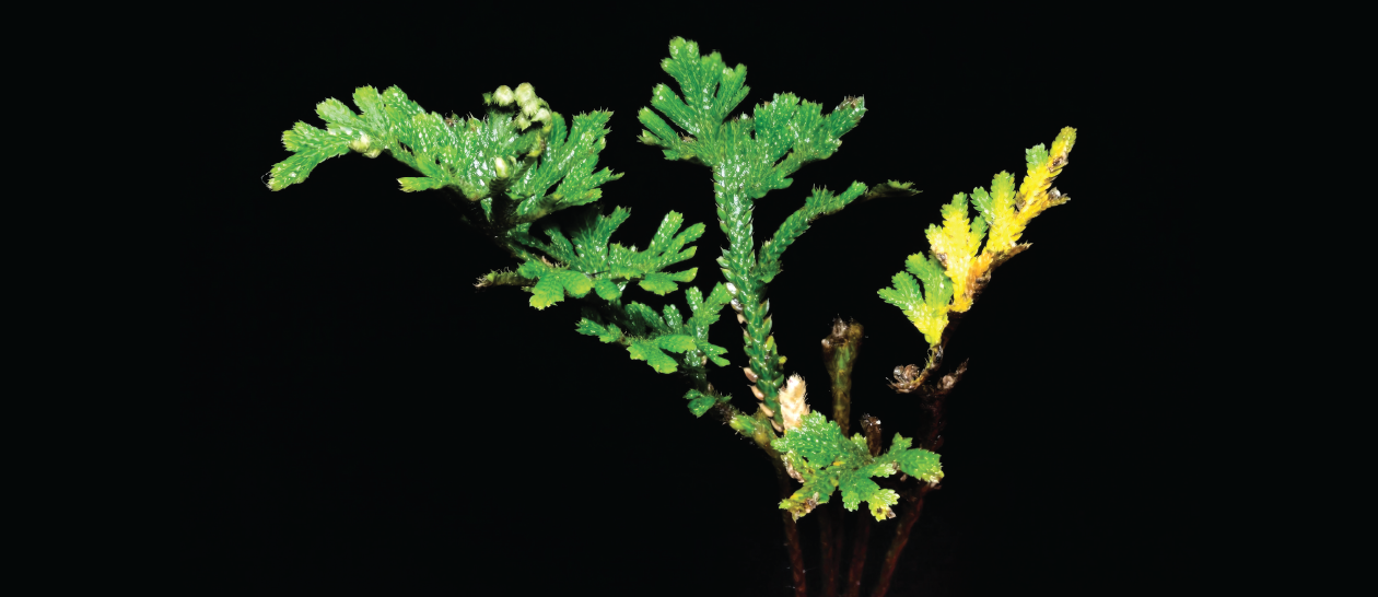 Ramayana to Reality: The Continuous Search for Sanjeevini