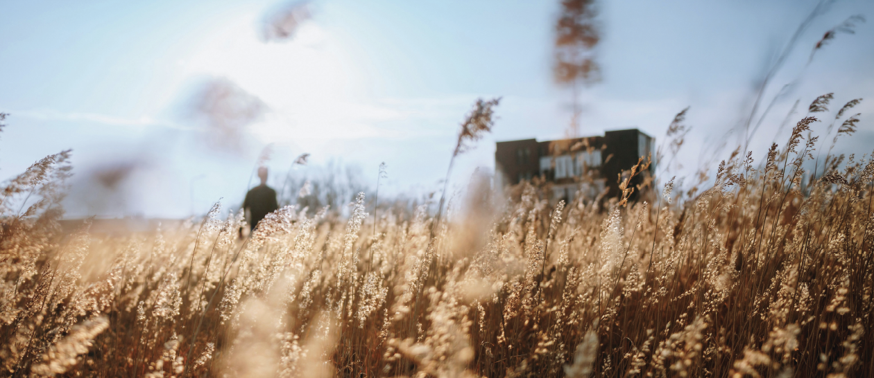 Walking on the Grass  with Walt Whitman